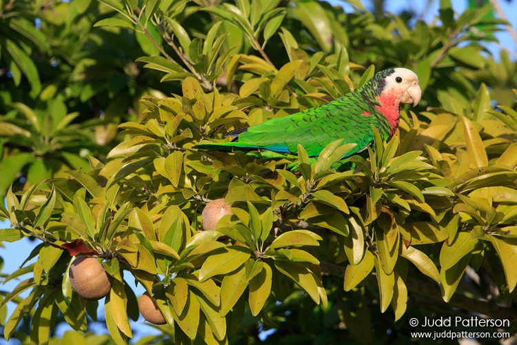 Cuban Parrot, Bahama Palm Shores, Bahamas